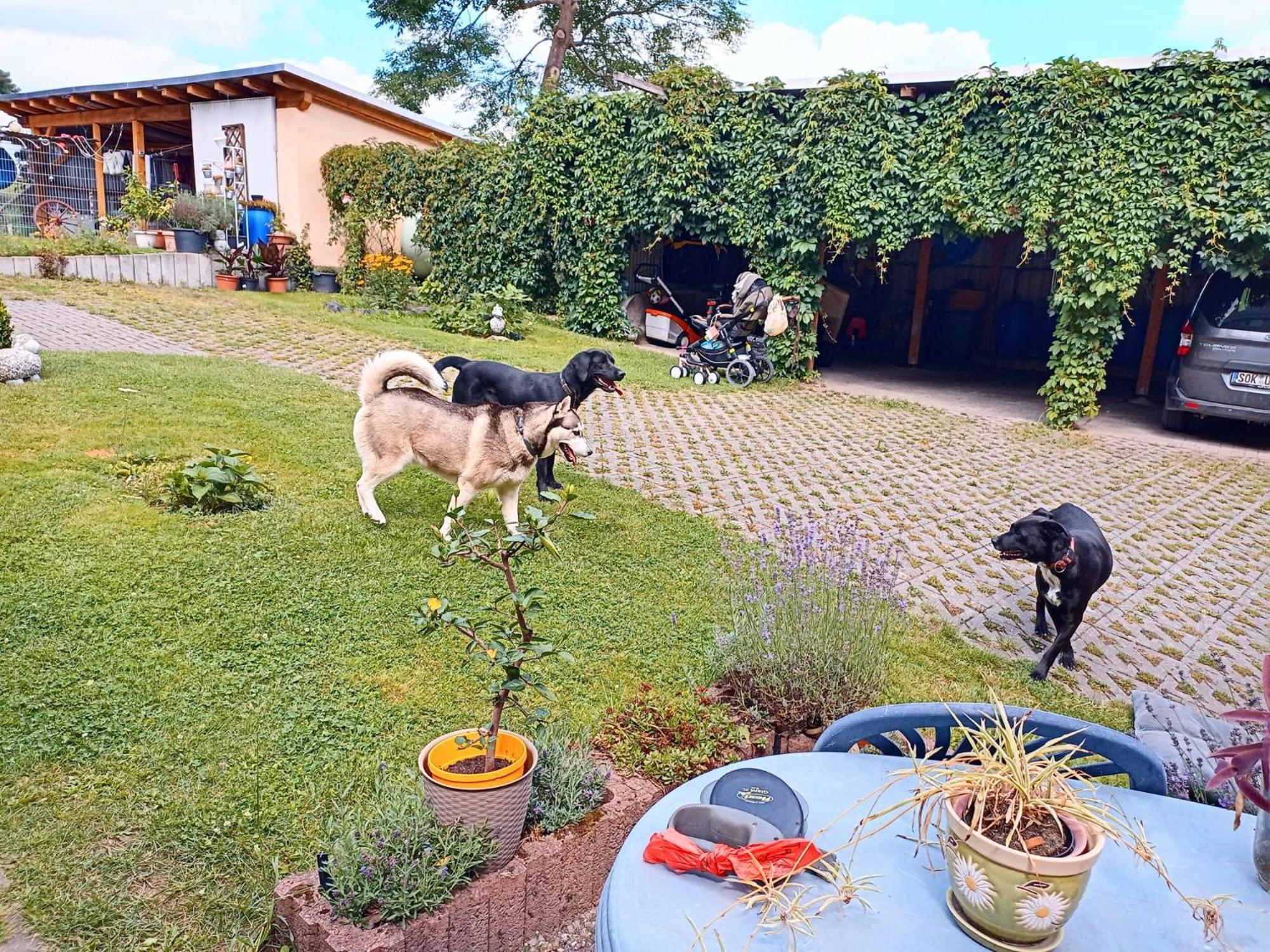 Ferienhof Im Gruenen Herzen Dittersdorf Exterior foto